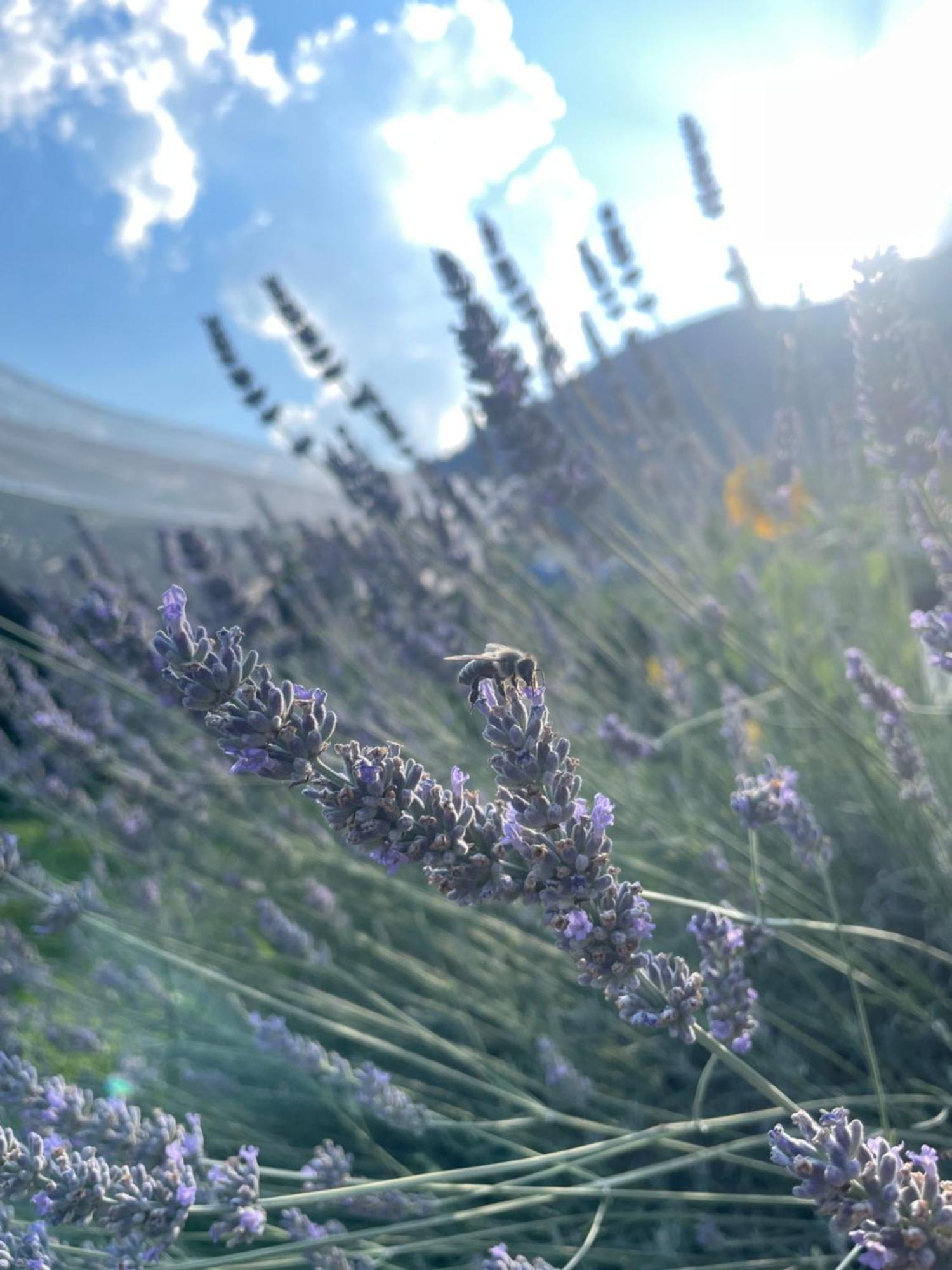 Agriturismo Girasole 费德拉帕加内拉 外观 照片