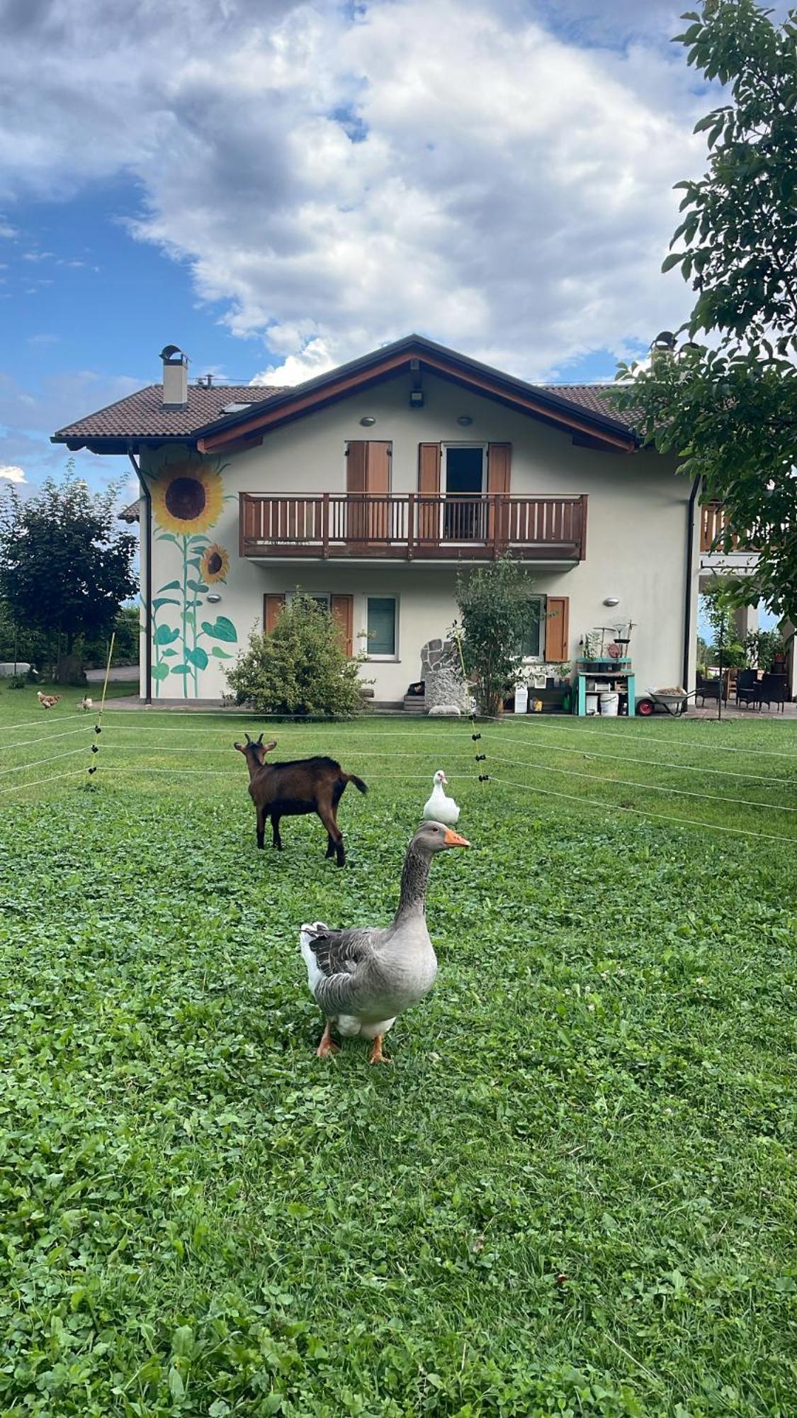 Agriturismo Girasole 费德拉帕加内拉 外观 照片
