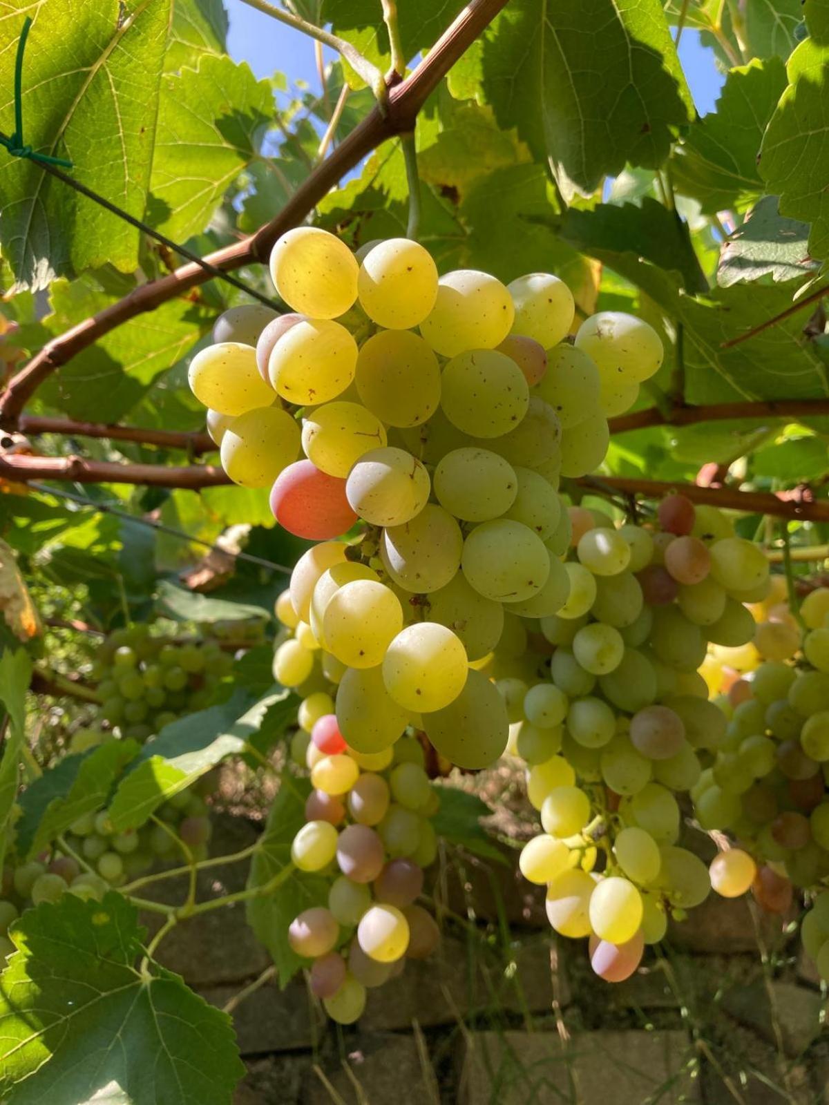 Agriturismo Girasole 费德拉帕加内拉 外观 照片
