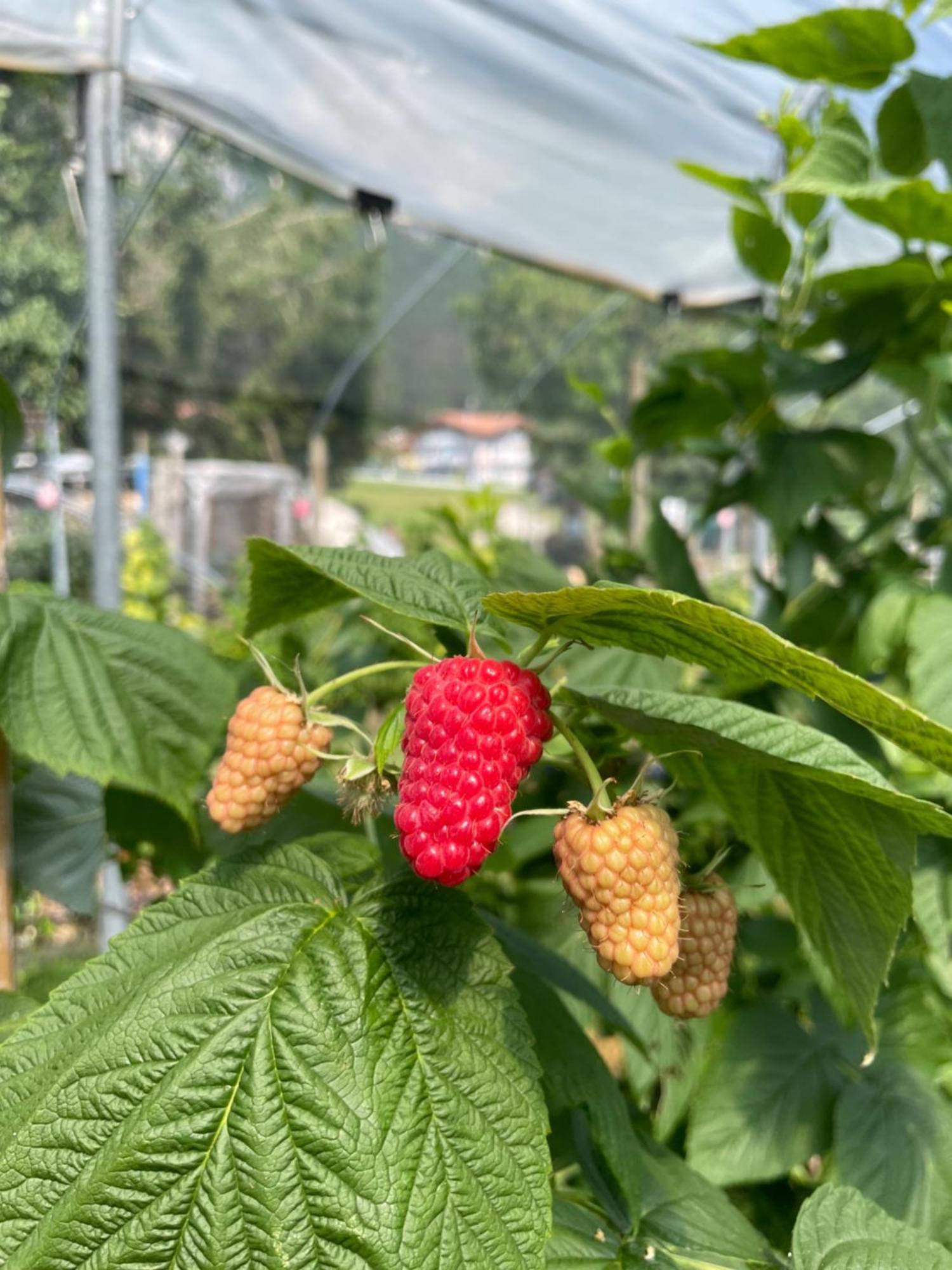 Agriturismo Girasole 费德拉帕加内拉 外观 照片
